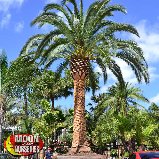 pineapple palm in container at moon valley nurseries