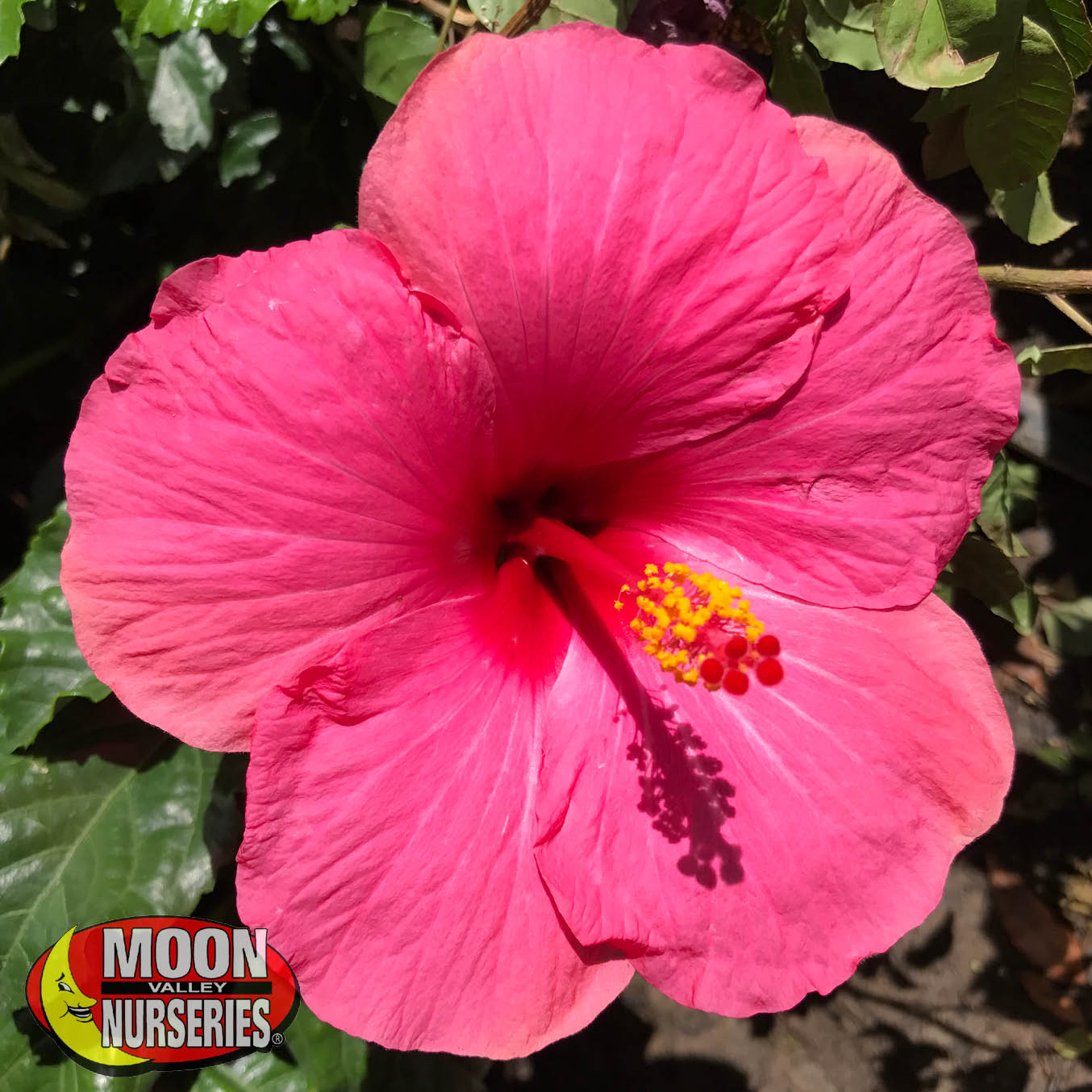 pink_hibiscus_1