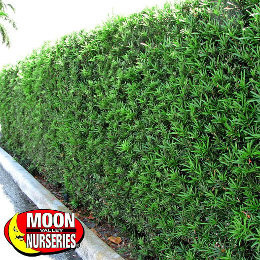 podocarpus for sale at moon valley nurseries