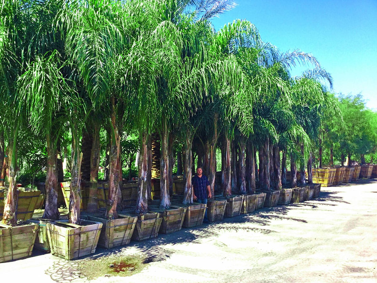 queen palms 30box with flood 2015 (3)