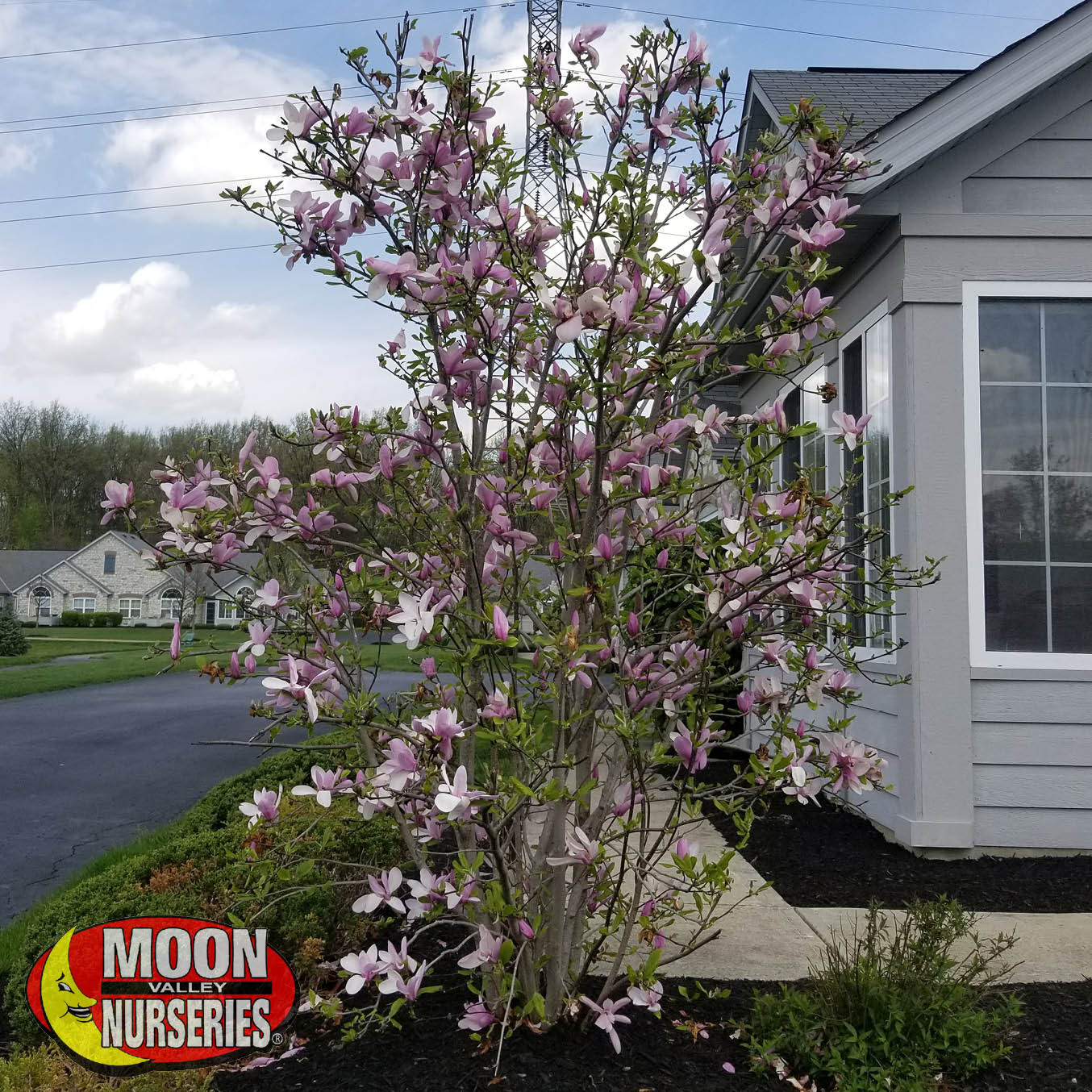 saucer_magnolia_SLIDE_1