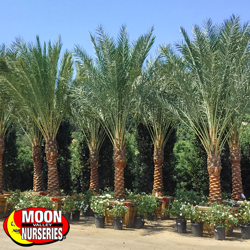 Resort-style date palms in moon valley nurseries