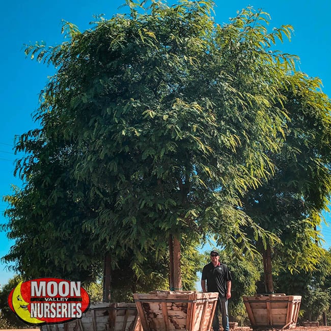 tipu tree,  moon valley nurseries, landscape design